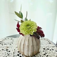 オリーブ,ジニア,ヒューケラ,ジニア ジャイアントライム,庭の花の画像
