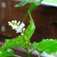 ジュズサンゴ,ジュズサンゴの花,愛媛県,健やかに穏やかに,大好物spzの画像