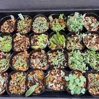 多肉植物,毎月13日と14日は葉挿しの日,ベランダ葉挿しトレーの画像