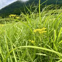 オミナエシ,ススキ,山野草,花のある暮らし,箱根湿生花園の画像