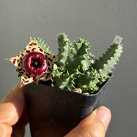 フェルニア,多肉植物,ガガイモ科,フェルニア属,熱帯植物の画像