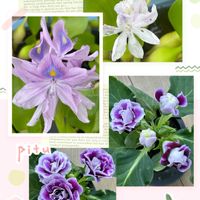 ホテイアオイ,グロキシニア,家でどんどん咲いてくるお花,テラス,庭の画像