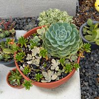 多肉植物,エケベリア属,バルビナエア属の画像