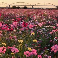 コスモス,キバナコスモス,いつもありがとう♡,過去pic,今日のお花の画像