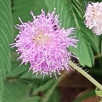 オジギソウ,おじき草,おじぎそうの花の画像