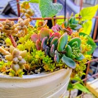 ミセバヤ,ヤモリ,多肉植物,大好き,花芽の画像