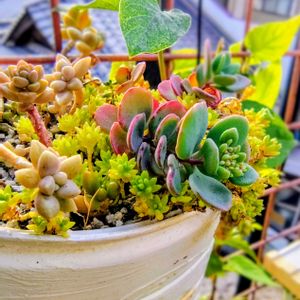 ミセバヤ,ヤモリ,多肉植物,大好き,花芽の画像