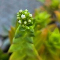 火祭り,火祭り,火祭りの花 蕾,多肉植物,鉢植えの画像