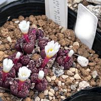 多肉植物,コノフィツム属,ベランダの画像