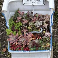 多肉の寄せ植え,多肉大好き,お友達の家の画像