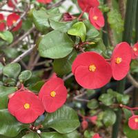 ハナキリン,花のある暮らし,沖縄,おうち園芸,真っ赤な火曜日の画像