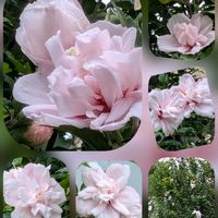 タマスダレ,フヨウ,ムクゲ,オオベンケイソウ,ガウラ(白蝶草)の画像