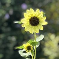 ひまわり,可愛い〜♡,ありがとうーねー☺️の画像