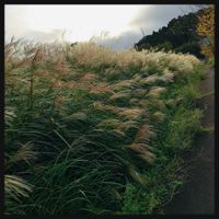 ススキ,パンパスグラス,お花大好き♡,復興祈願,今日のお花の画像