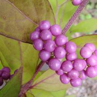 紫式部,我が家の花壇,GSに感謝。,お花のある暮らし,元気に育ててますよの画像