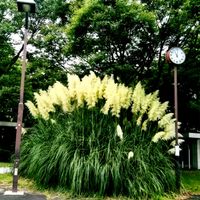 ススキ,パンパスグラス,今日のお花,都立水元公園にての画像