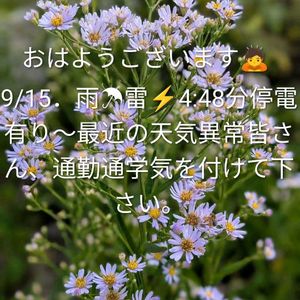 ナス,色々お花,ピイマン,我が家の庭,昨夜の一品の画像