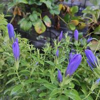 月下美人,リンドウ シャインブルーアシロ,スーパートレニアカタリーナ　アメジスト,軒下組のお花達,遮光ネットの下のお花達の画像