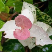 サルスベリ,ハツユキカズラ,ベゴニア,木槿(ムクゲ),はつゆきかずらの画像