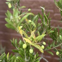 オリーブ,Olea europaea Cipressino,モクセイ科,オリーブ属,耐寒性常緑高木の画像