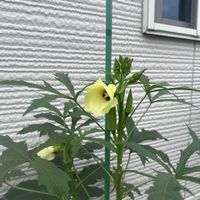 オクラの画像