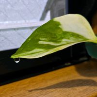 ポトス,ポトス,観葉植物,鉢植え,今日の一枚の画像
