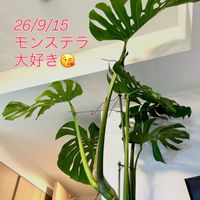 モンステラ,ワイルド,癒しの空間,おうちジャングル,植物を増やして地球に優しく❤️の画像