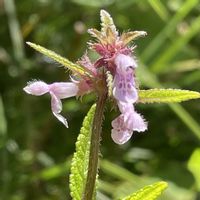 サルビア,ミゾソバ,ゲンノショウコ,イヌゴマ,山野草の画像