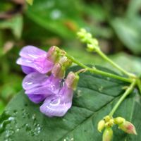 アサマフウロ,ミズヒキ,ナンテンハギ,山野草,花のある暮らしの画像