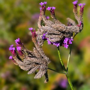 アレチハナガサ,荒地花笠,雑草,季節の花,季節の風物詩の画像