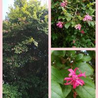 ベニバナトキワマンサク,コラージュ仲間達,お出かけ先の画像