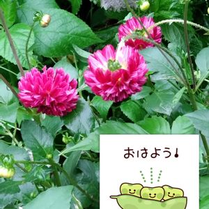 ダリア,赤い花,プランター栽培,あっ火曜日,ダリアの栽培の画像