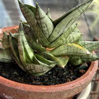 ポトス,多肉植物,玄関アプローチの画像
