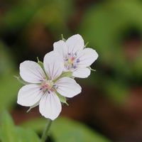ノコンギク,ゲンノショウコ,仲良し,花のある暮らし,軽井沢町植物園の画像