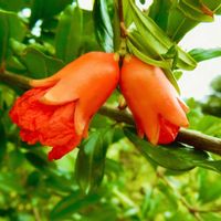 ザクロ,柘榴,鮮やか ,花の写真,オレンジ色の花の画像
