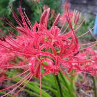 ヒガンバナ,ローゼル,花のある暮らし,GSに感謝。,真っ赤な火曜日の画像
