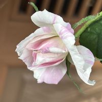 ゼラニウム,ミニバラ・ベリーメリーアイ,癒し…♡,絞り咲き,キュンキュン乙女倶楽部の画像