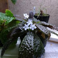 ベゴニア,ベゴニア ゴエゴエンシス,ノーティロカリクス ペンフィディウス,観葉植物,イワタバコ科の画像