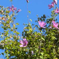 ムクゲ,花のある暮らし,姫路城,花いろいろ,お花の癒しの画像
