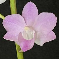 コチョウラン,ドリテノプチス,エリザベス  ヤーテスの画像
