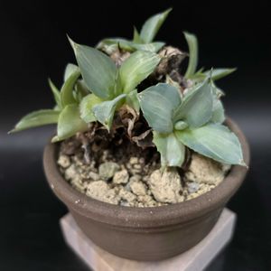 多肉植物,観葉植物,アガベ属,珍奇植物,ビザールプランツの画像