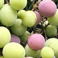 ブドウ,ブドウ,花壇,果物,ガーデニングの画像