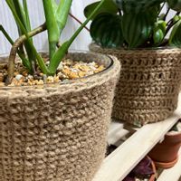 モンステラ,スイカぺぺ,観葉植物,鉢カバー,クリア鉢の画像