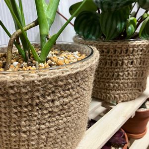 モンステラ,スイカぺぺ,観葉植物,鉢カバー,クリア鉢の画像