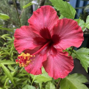 ハイビスカス,多肉植物,塊根植物,コーデックス,花のある暮らしの画像