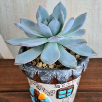 スノーバニー,エケベリア　スノーバニー,多肉植物,たにおたくらぶ,バラと夢CLUBの画像