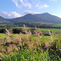 ススキ,ススキ,ウド,ウド,山野草の画像