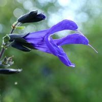 サルビア,メドーセージ,サルビア・ガラニチカ,サルビア ガラニチカ(メドーセージ),紫の花の画像