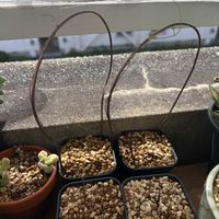亀甲竜,ディスコレア エレファンティペス,多肉植物,観葉植物,塊根植物の画像