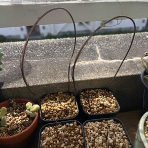 亀甲竜,ディスコレア エレファンティペス,多肉植物,観葉植物,塊根植物の画像
